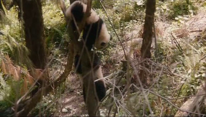 Картинка из фильма След панды [Trail of the Panda / Xiongmao hui jia lu]